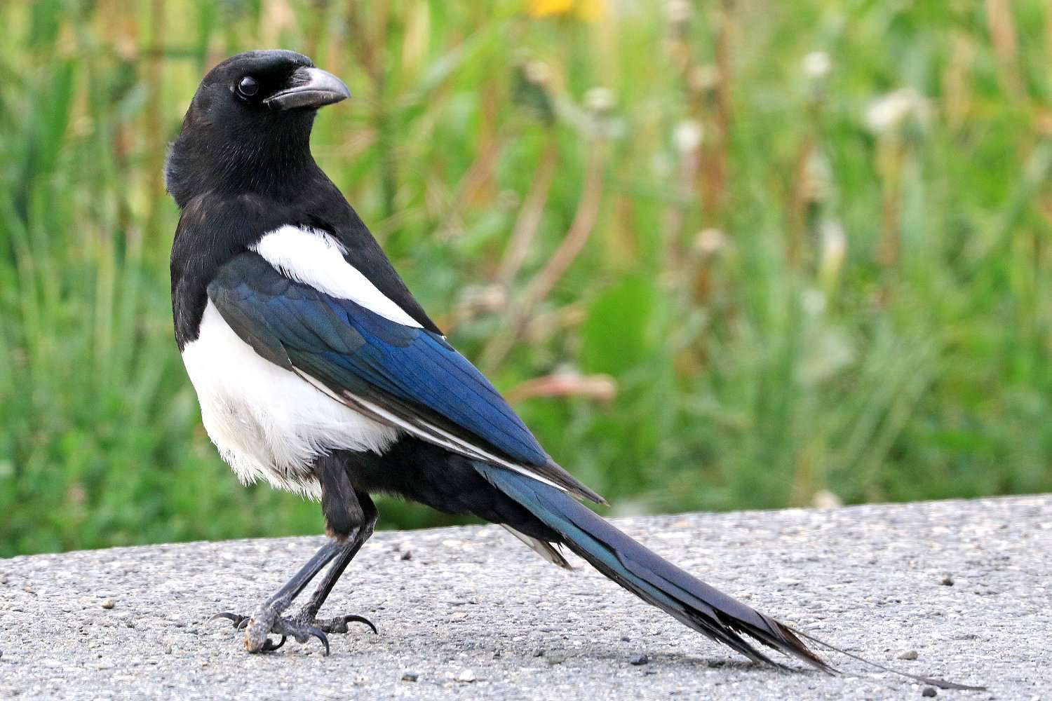 Black-Billed Magpie