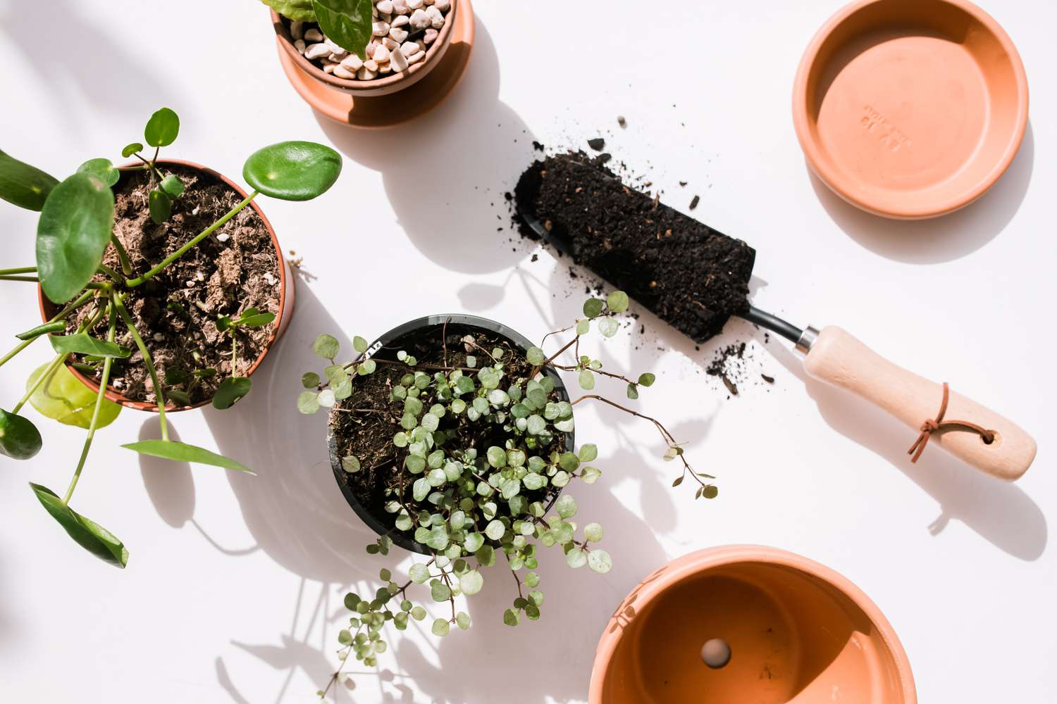 verschiedene Pilea-Pflanzen mit Gartenwerkzeugen