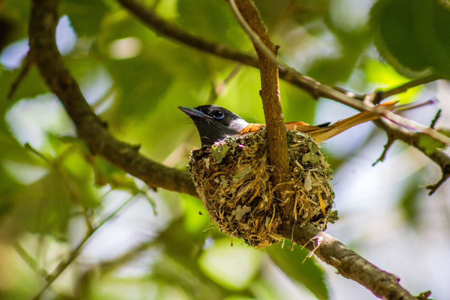 Colibrí en un nido