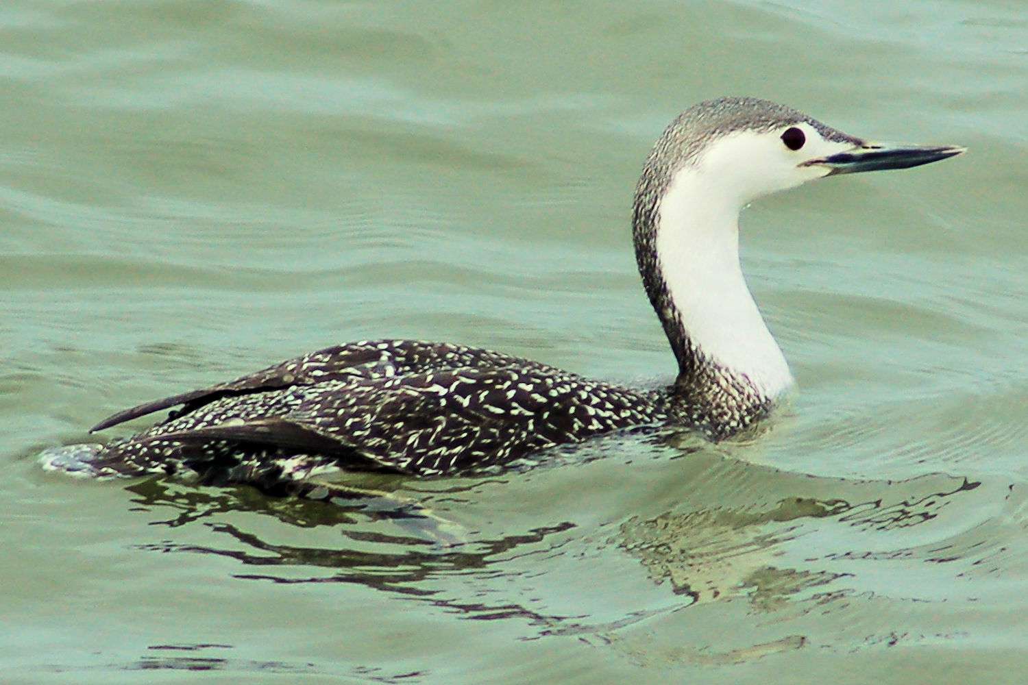 Red-Throated Loon - Non-Breeding Adult