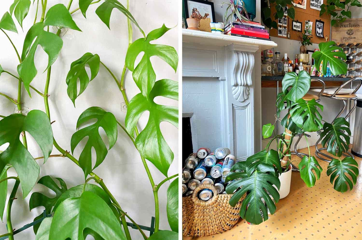 La mini monstera de Taylor Fuller (izquierda) trepando por una pared y su monstera, a la derecha