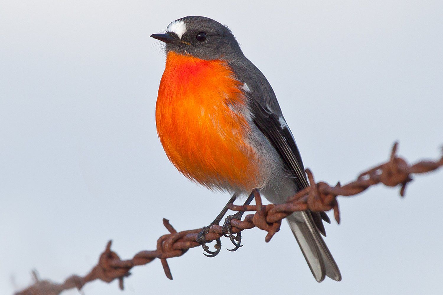 Flame Robin