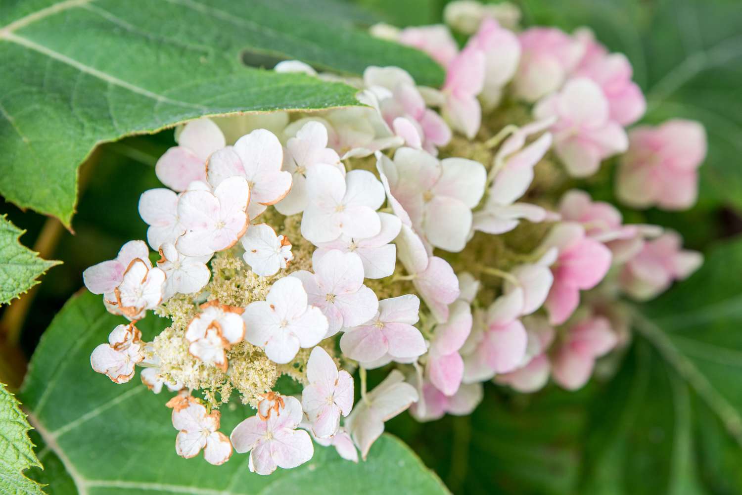 hortensia hoja de roble