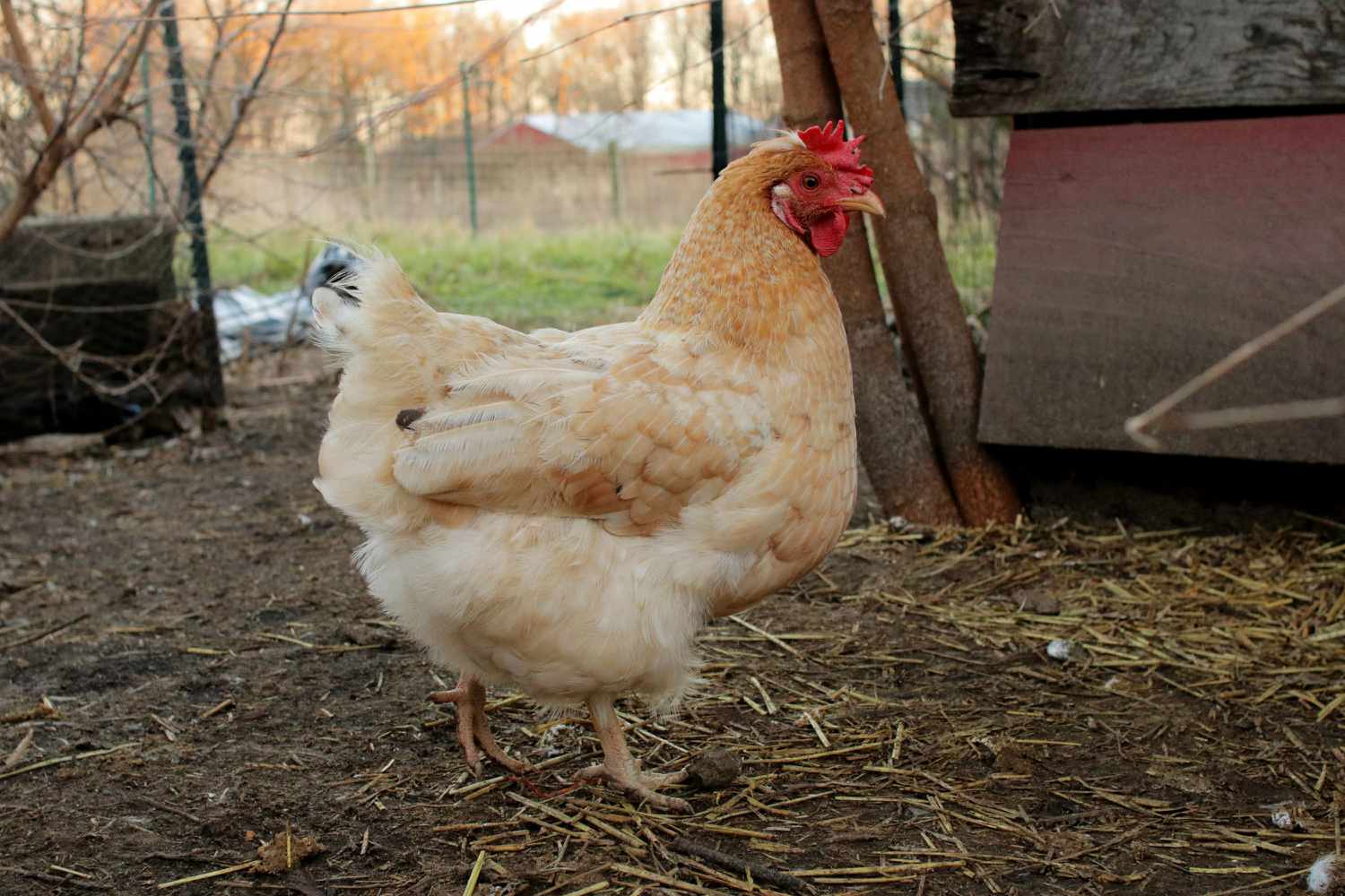 Cremefarbenes Huhn läuft aus dem Stall