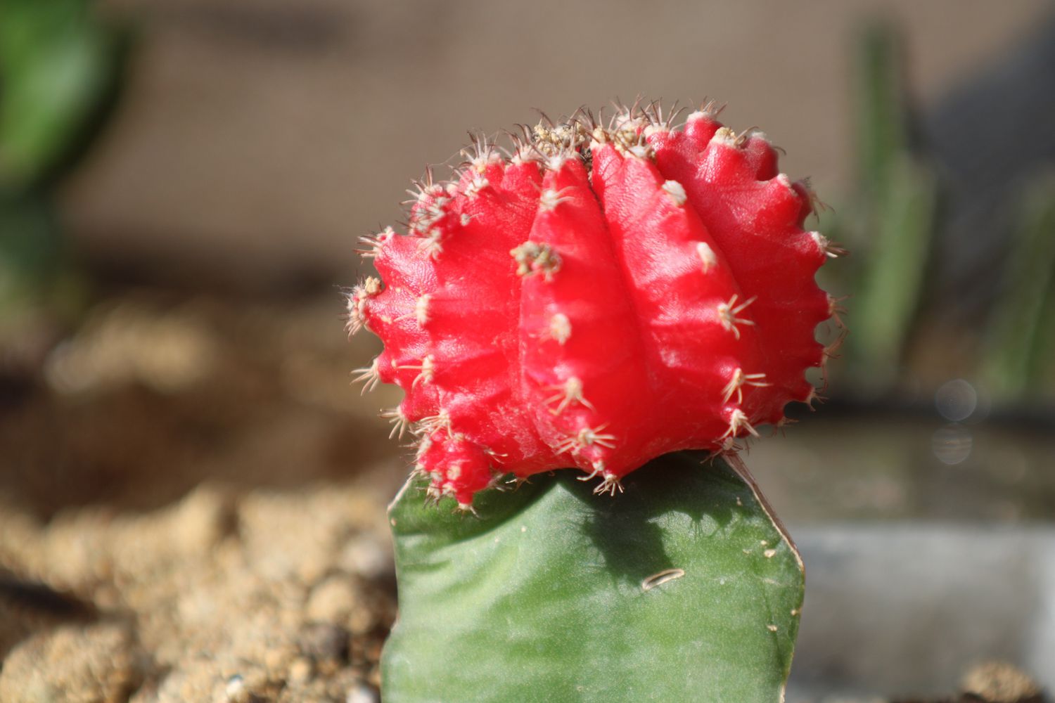 'Ruby Ball' Cactus