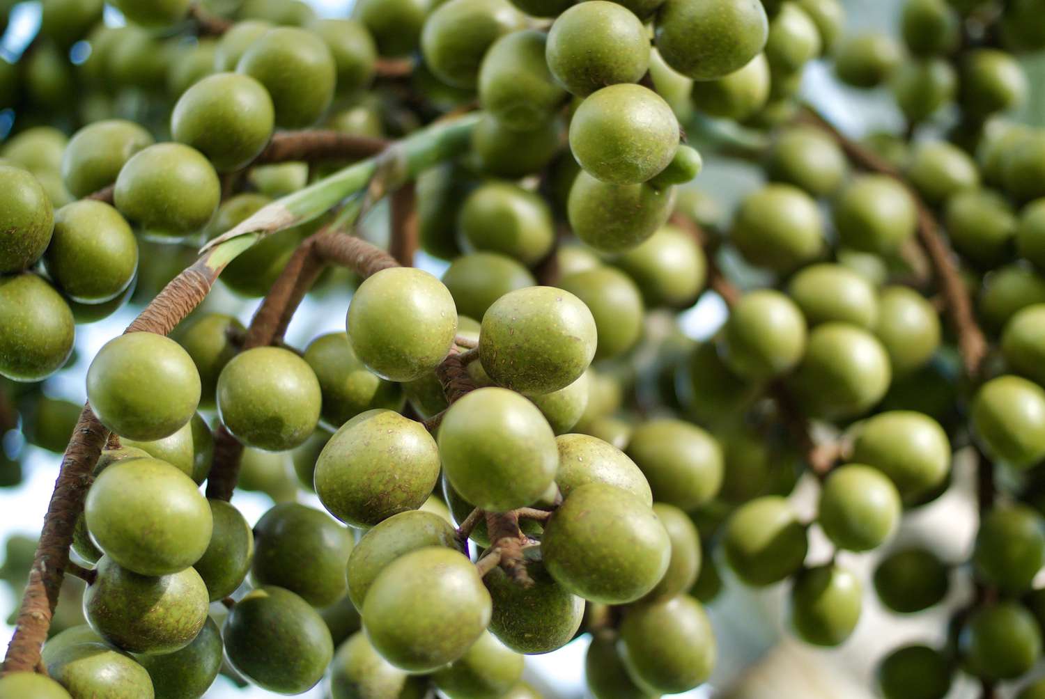 Zweig voller grüner Manzanilla-Oliven