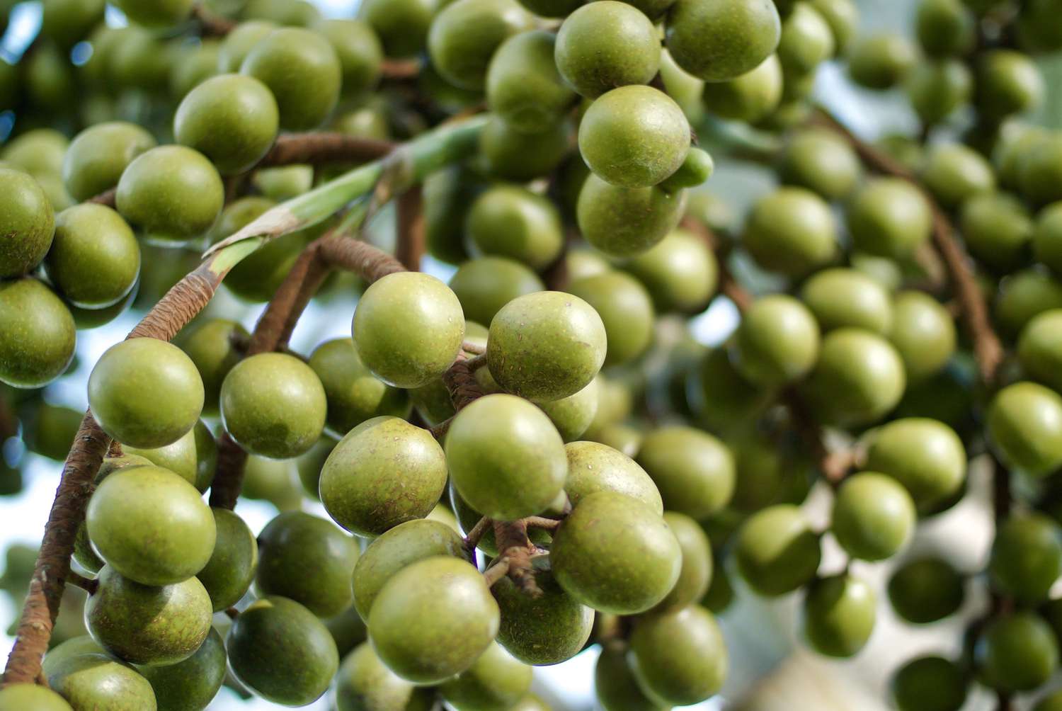 Rama llena de aceitunas Manzanilla verdes