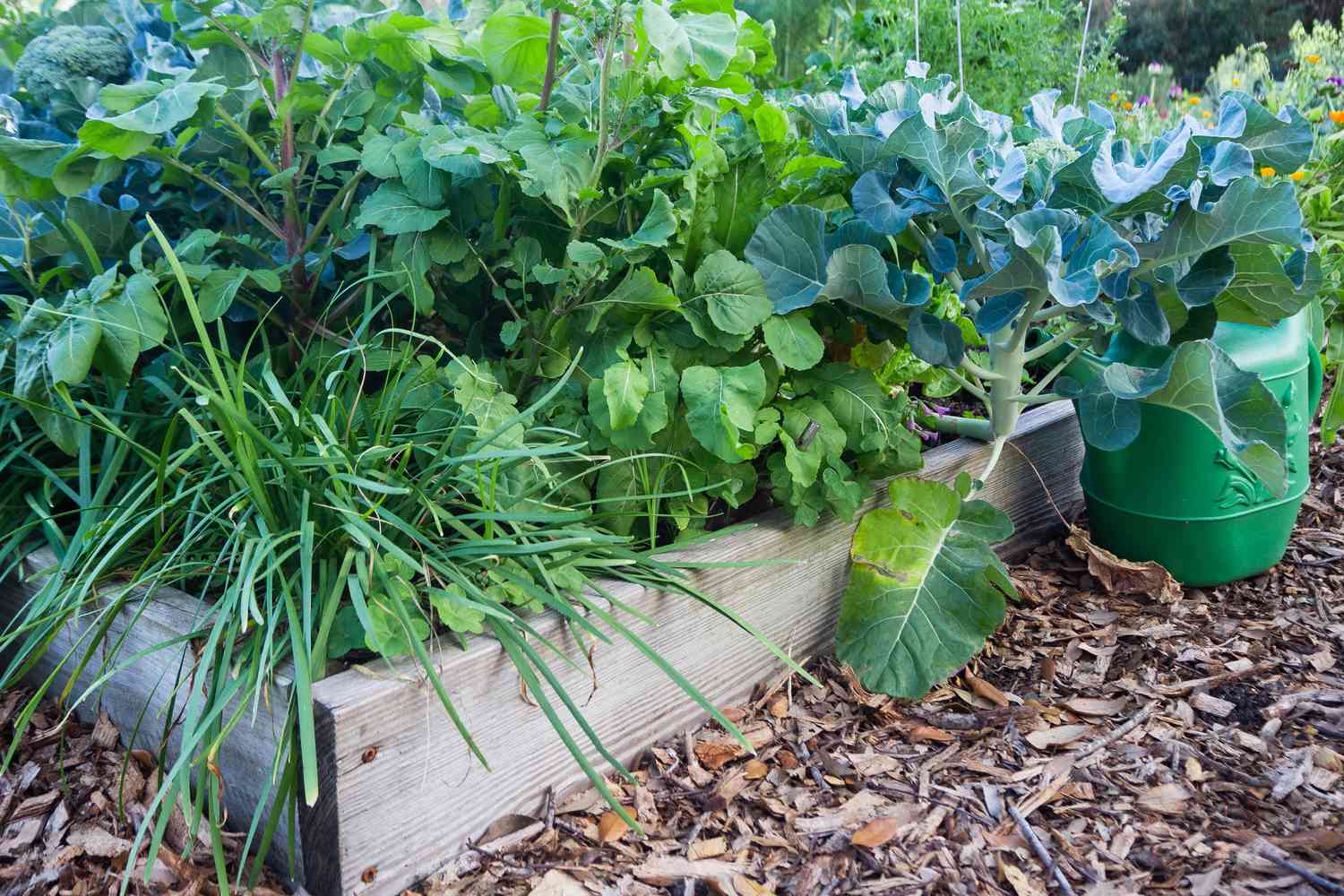 Cama elevada de jardín llena de plantas de hortalizas verdes 