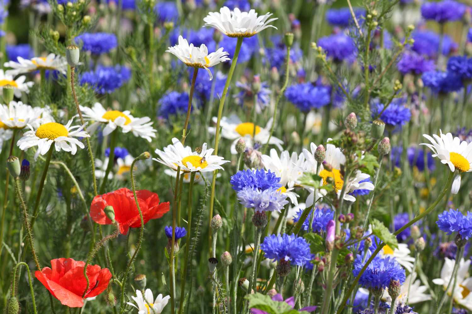 Rote, weiße und blaue Blumen auf einem Feld.