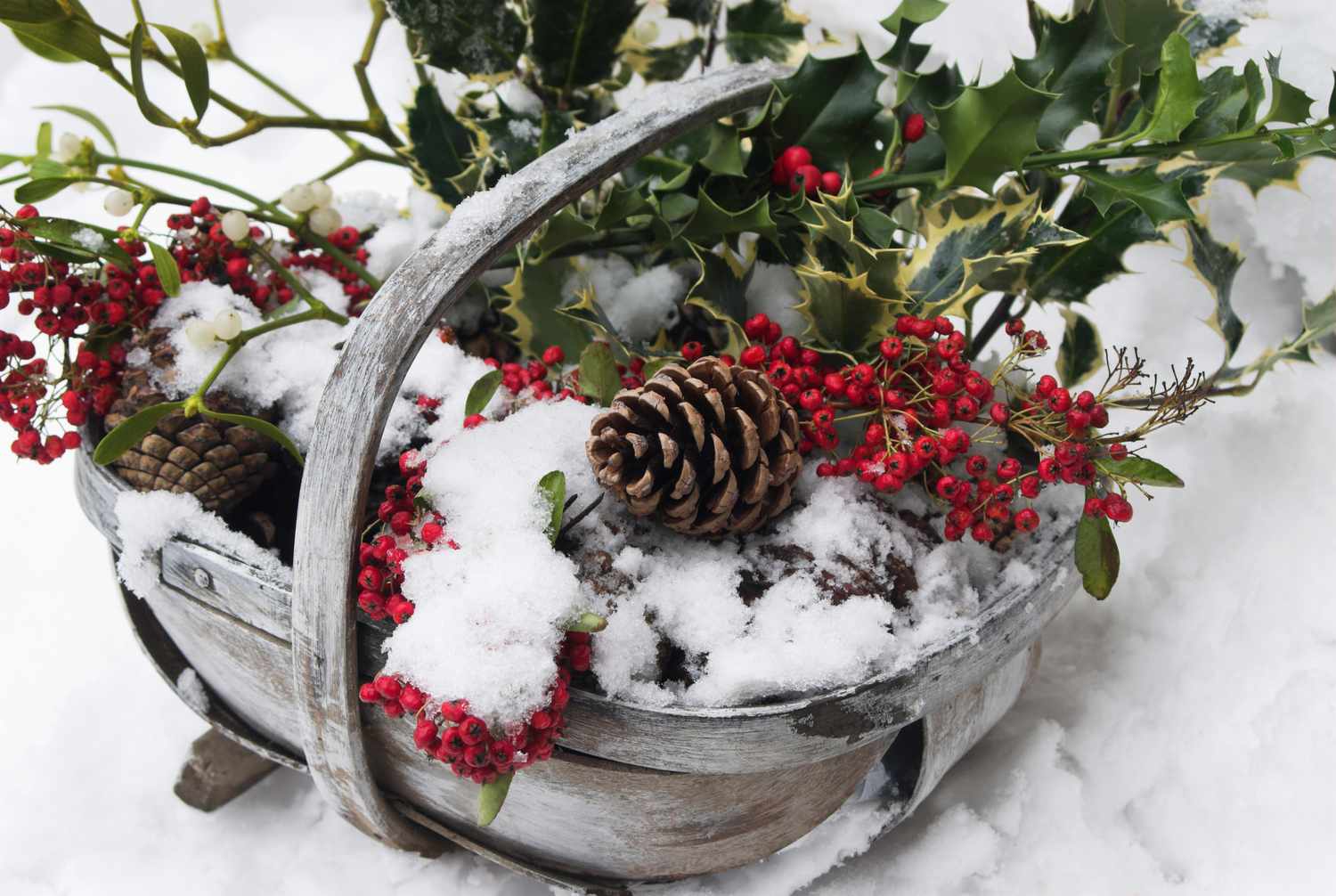 Stechpalme in einem Korb als Weihnachtsdekoration im Freien.