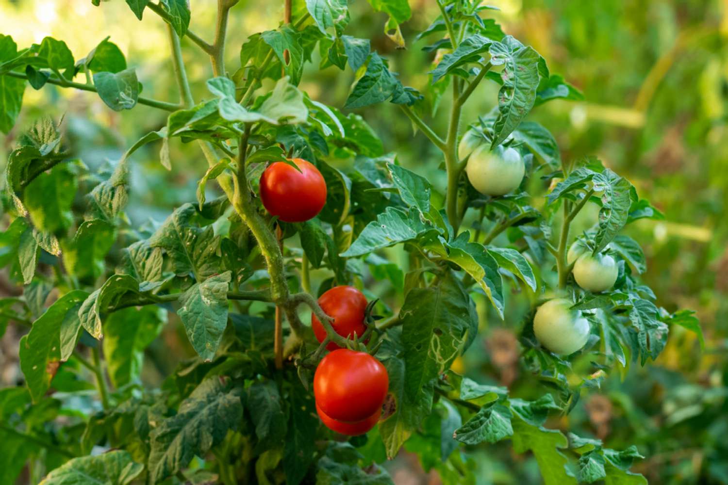 tomatenpflanzen