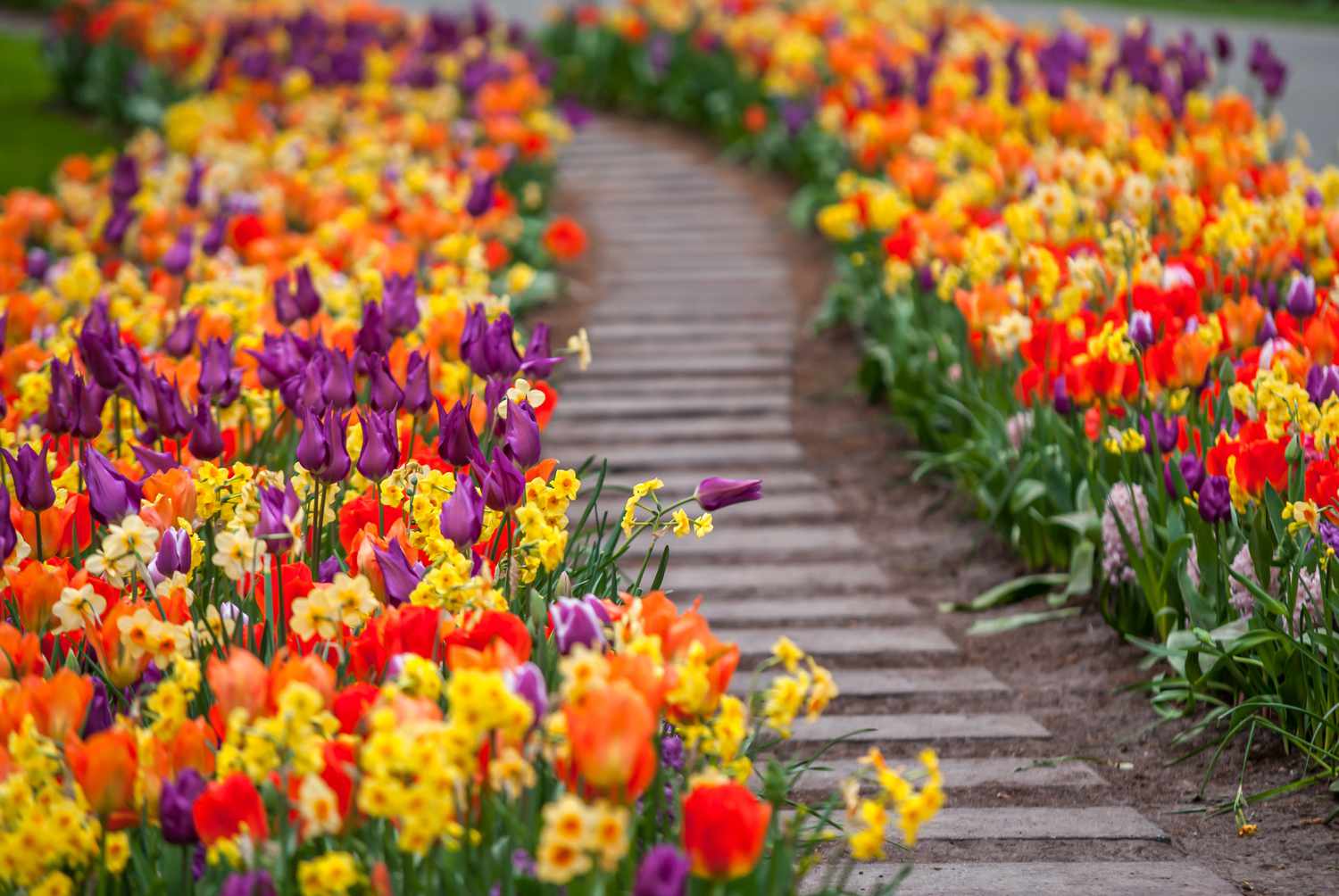 Colorful flowers lining block pathway in garden