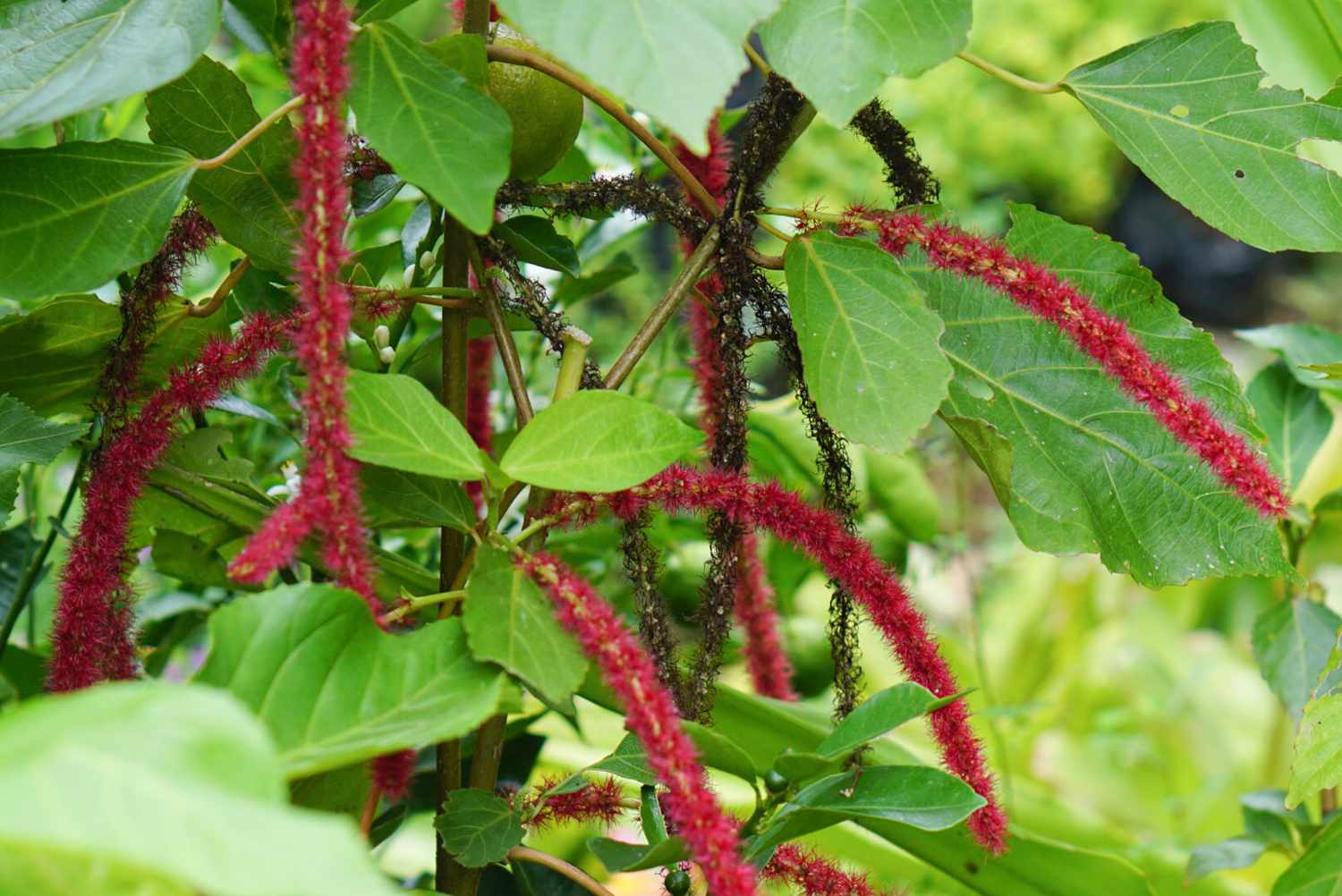 Acalypha plant with red bottle brush-like flowers hanging between large leaves