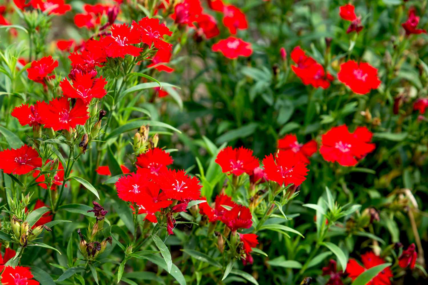 rote Stauden-Dianthusblüten