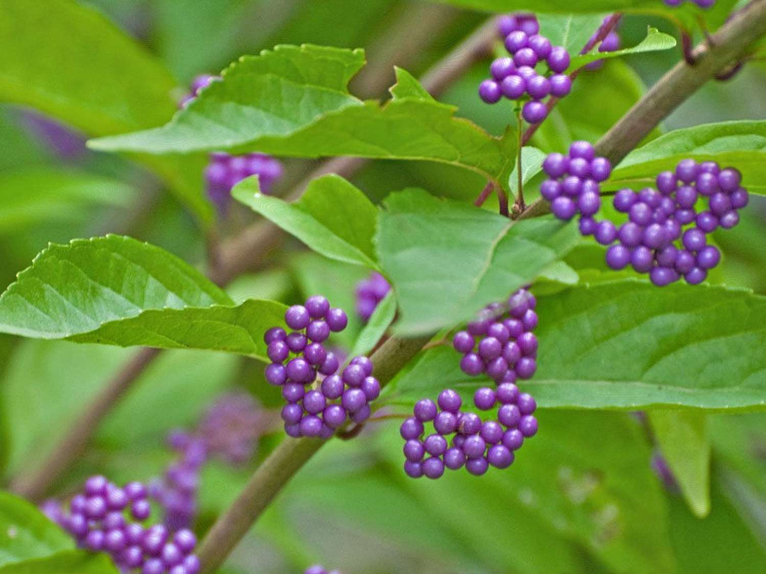 Beautyberry (Callicarpa americana)