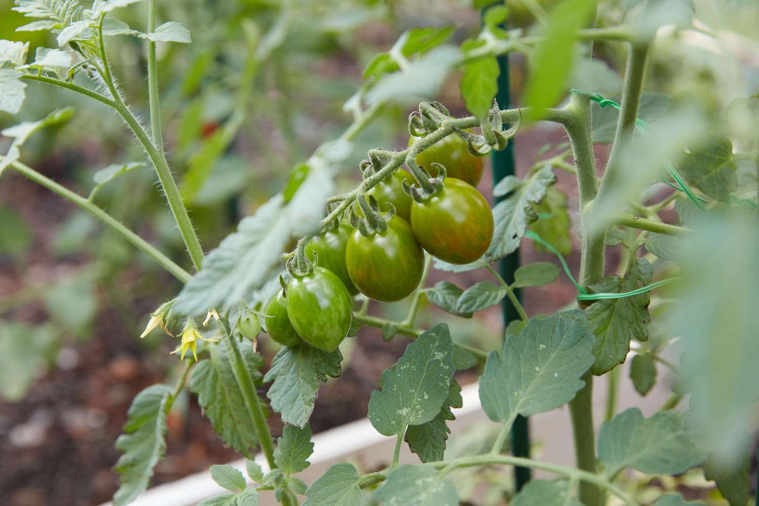 tomates crescendo em uma videira