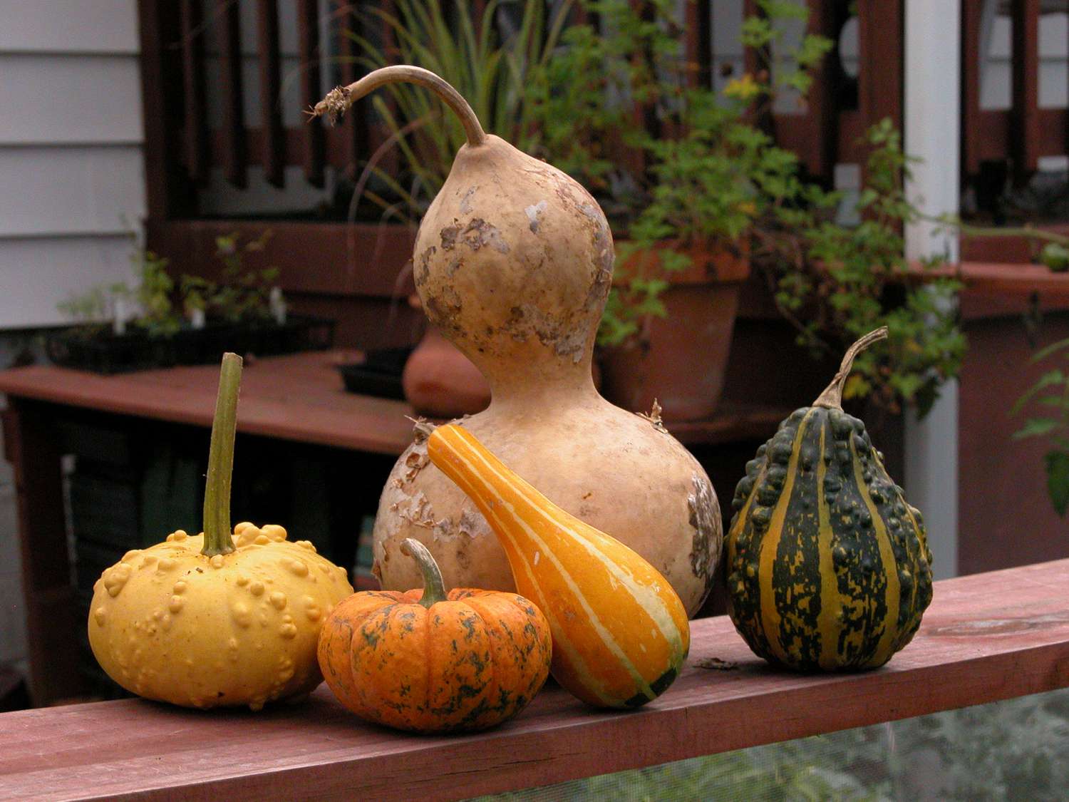 Calabazas ornamentales