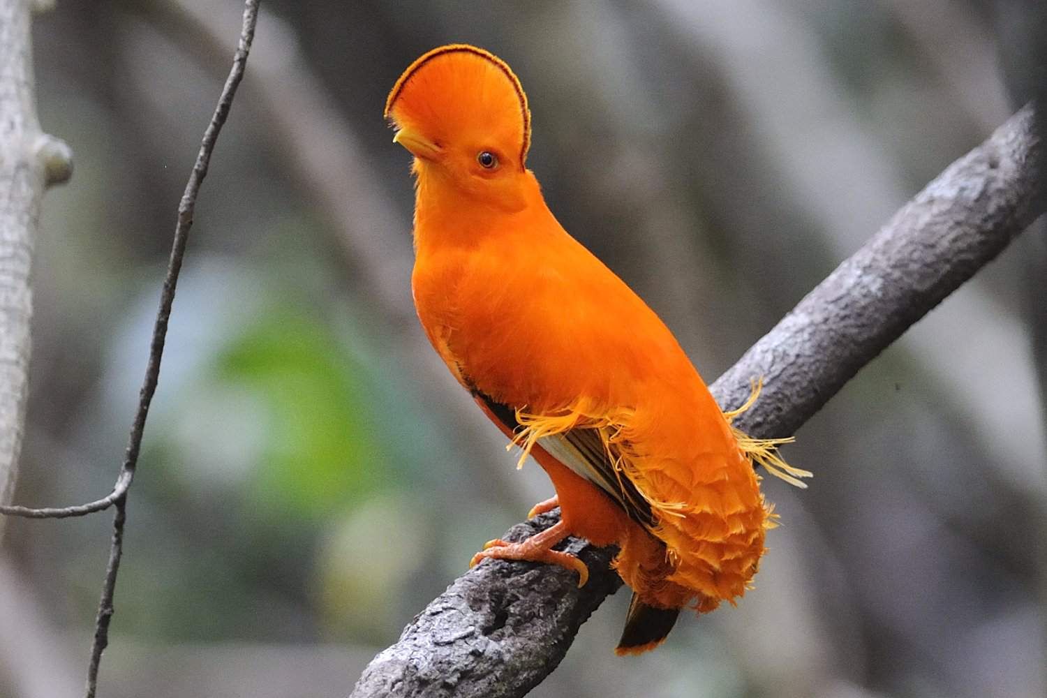 Galo da Guiana