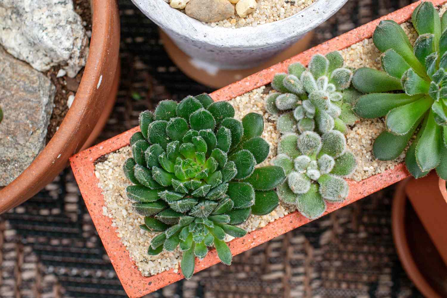 Mexican firecracker succulent with fuzzy rosette like leaves surrounded by small pebbles in square pot