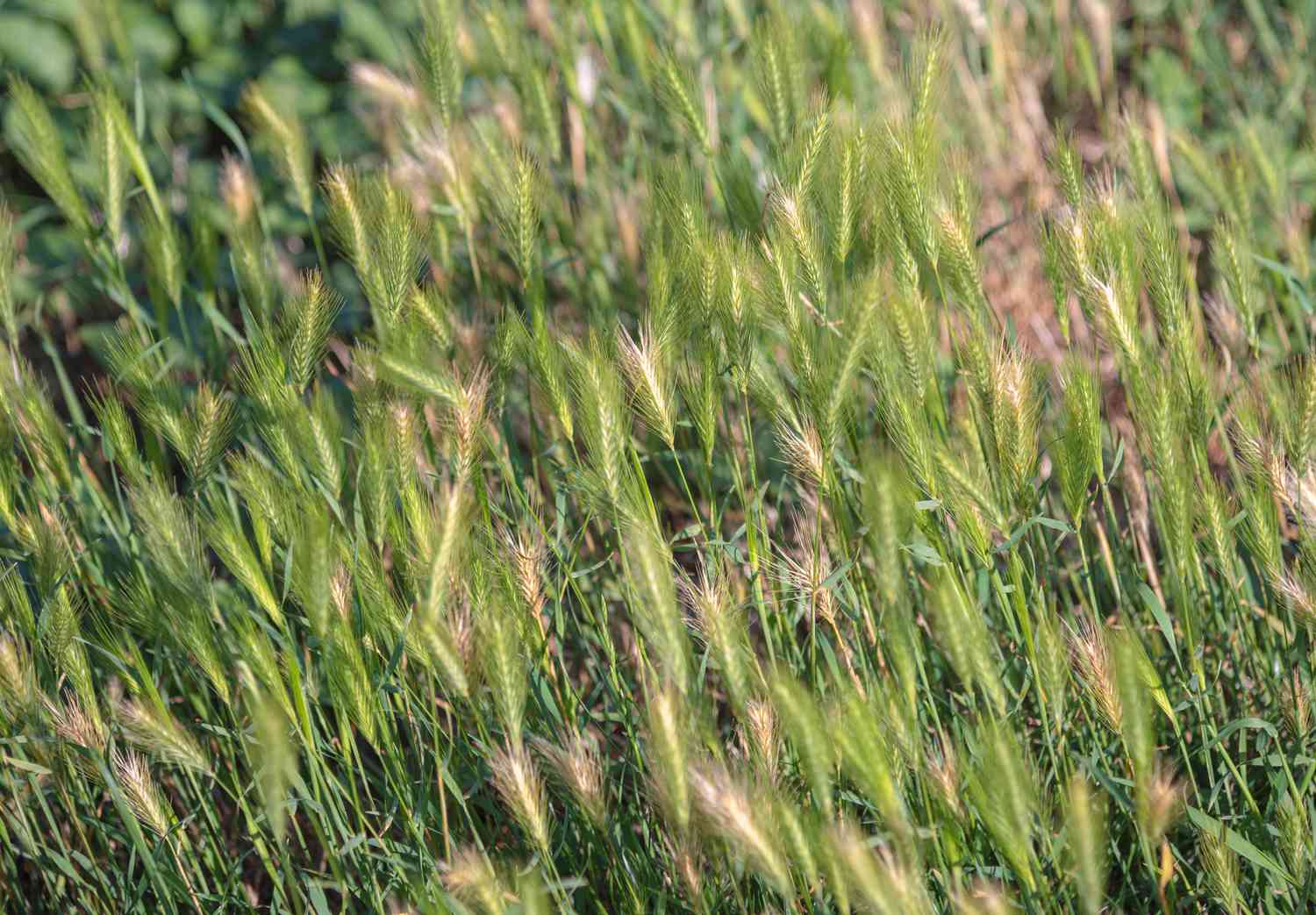 Canada wil rye ornamental with clump-forming grass on thin stems