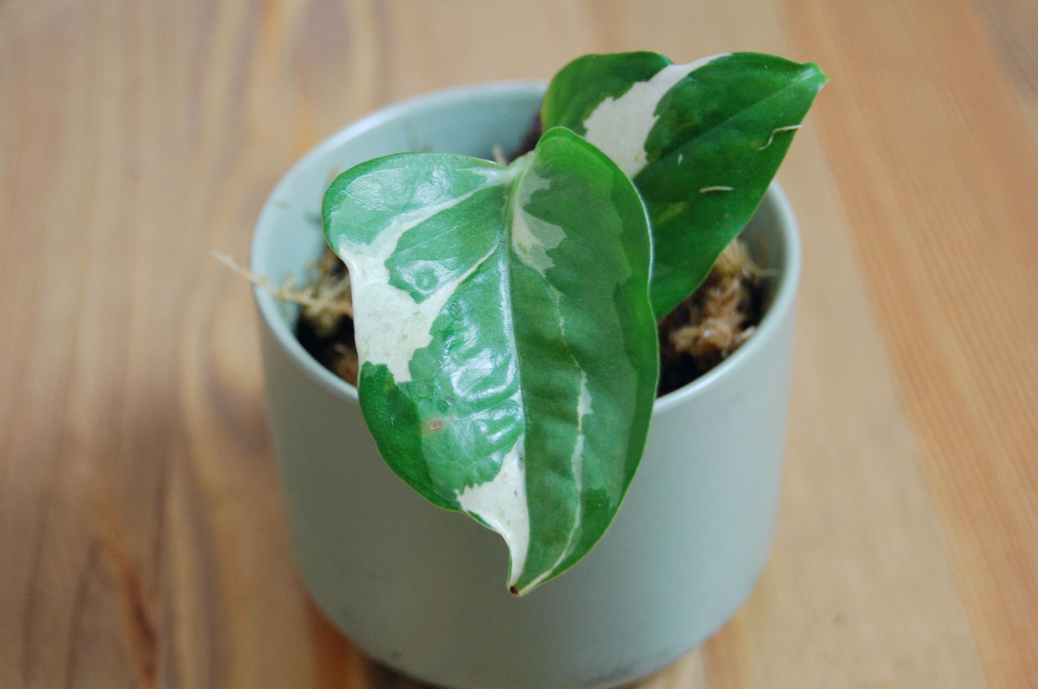 Glacier pothos plant in a small green planter on a wood table.