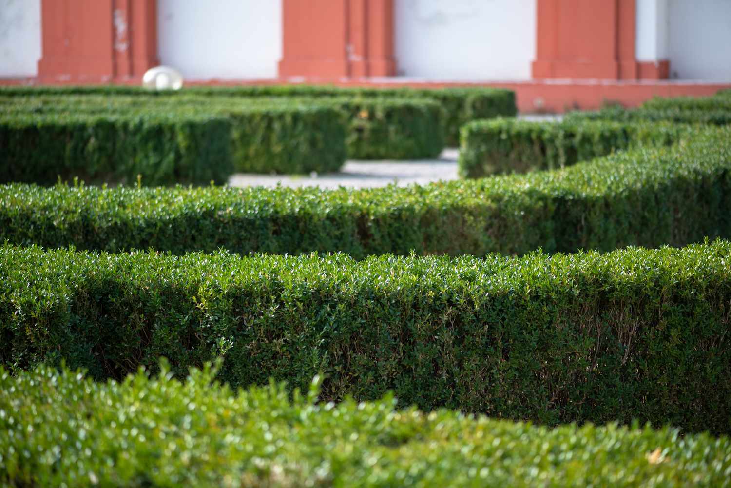 Arbustos de boj recortados en forma rectangular corta