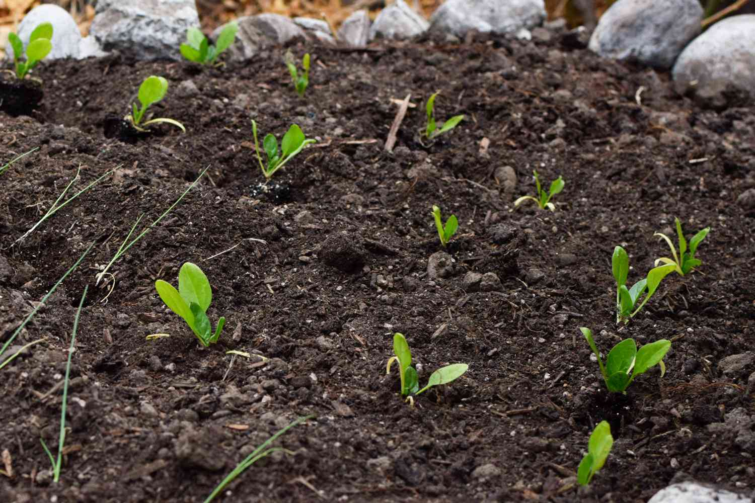 Kleine Tatsoi-Pflanzen, die aus der Erde im Garten wachsen