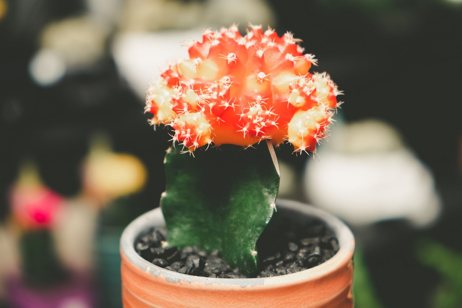 moon cactus