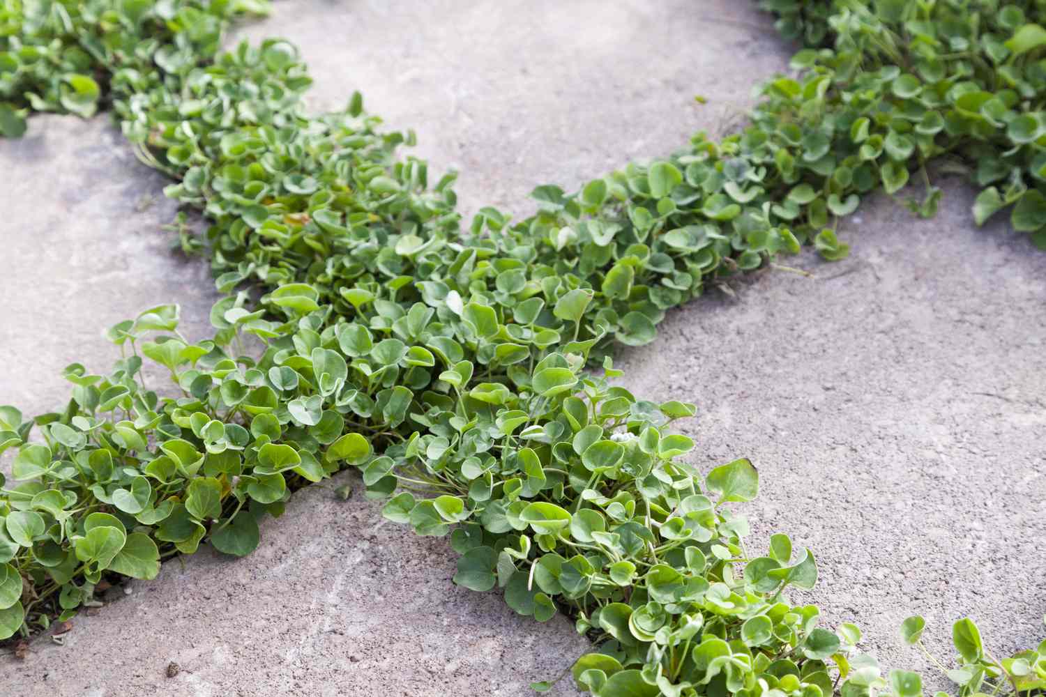 Dichondra zwischen Pflastersteinen