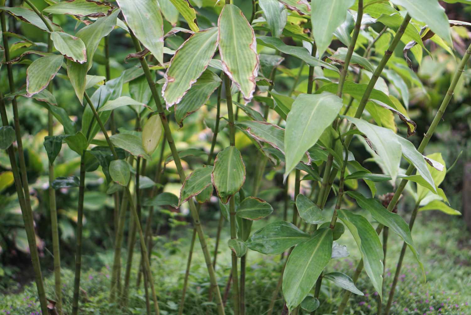 Plantes de gingembre avec de fines tiges vertes et de grandes feuilles pendantes