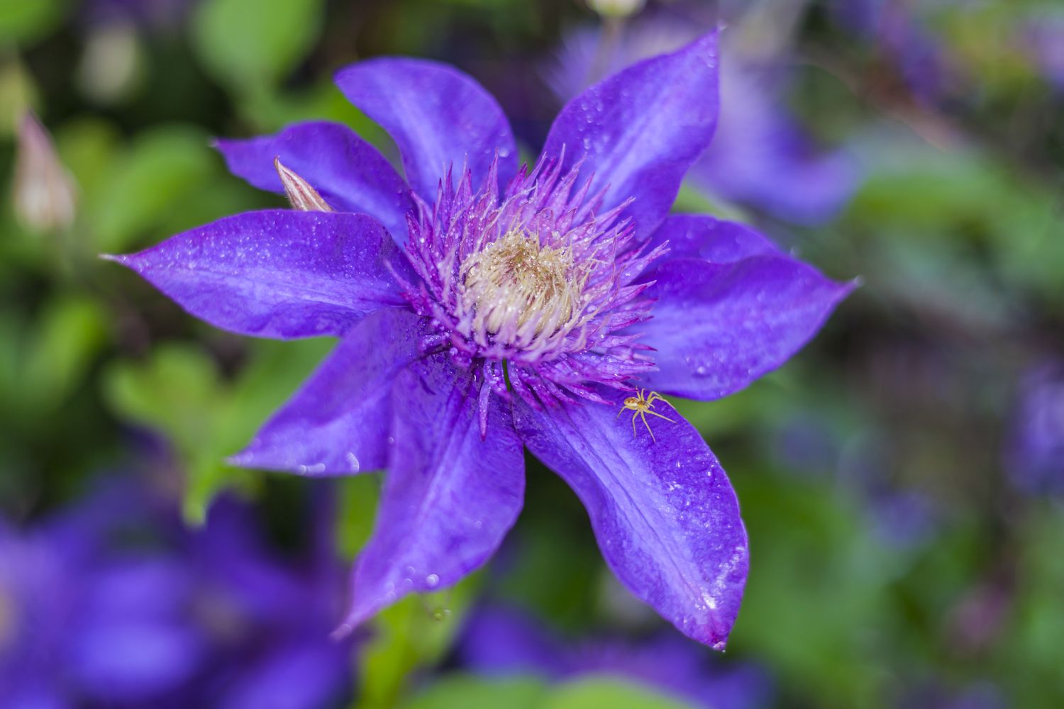 Clematis El Presidente. Floración clematis flores azul púrpura