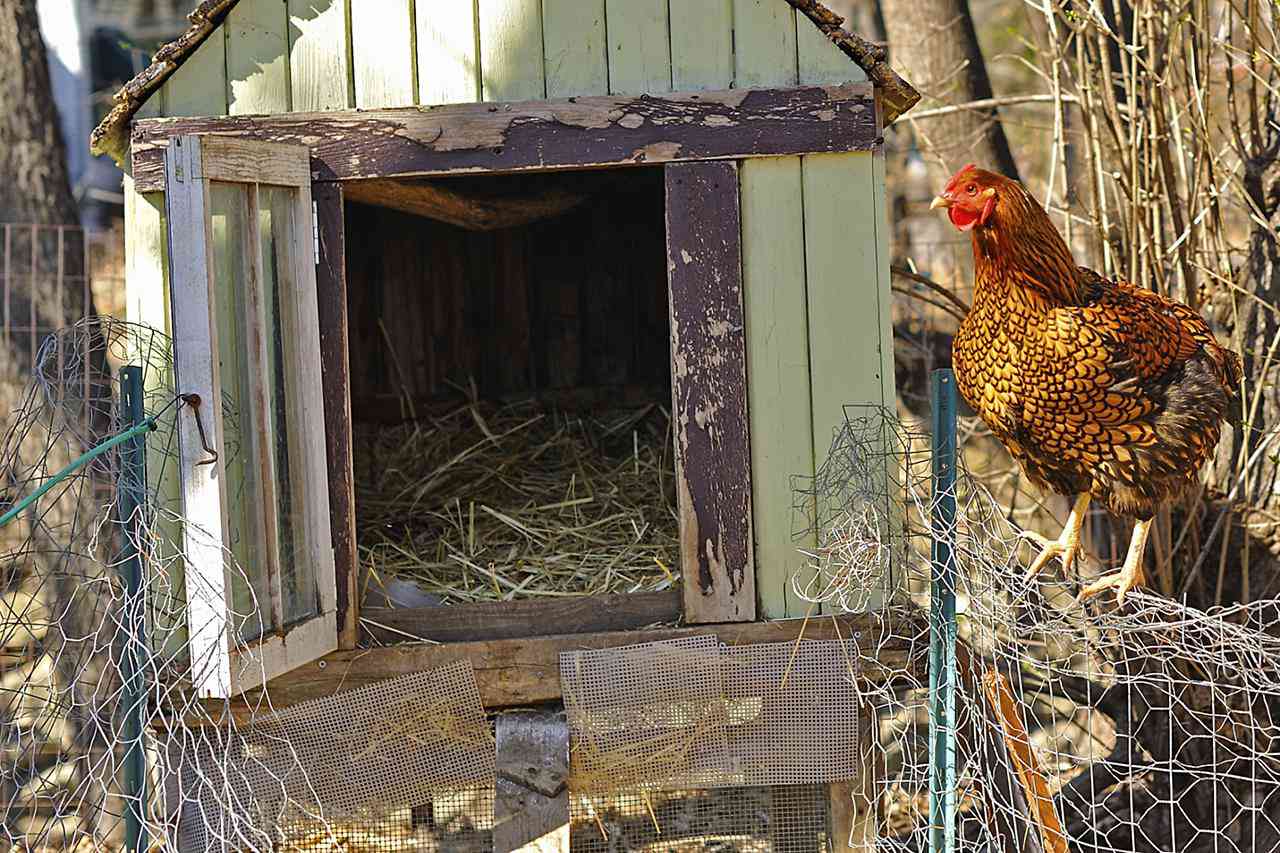 Ein Hühnerstall