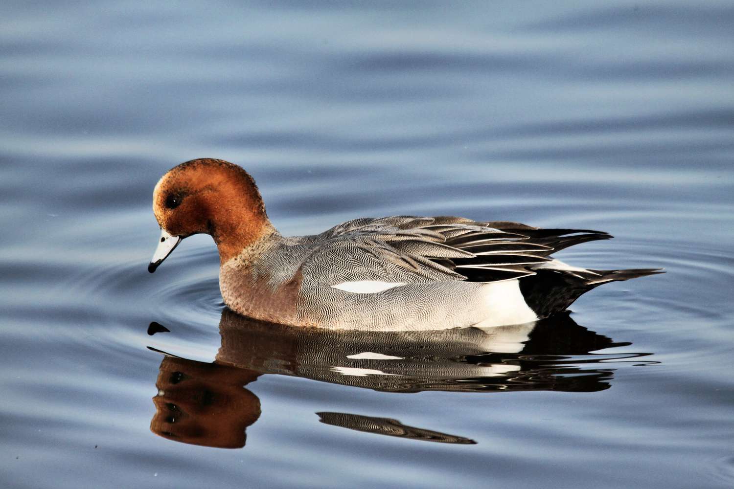 Ein Bild einer Canvasback Ente