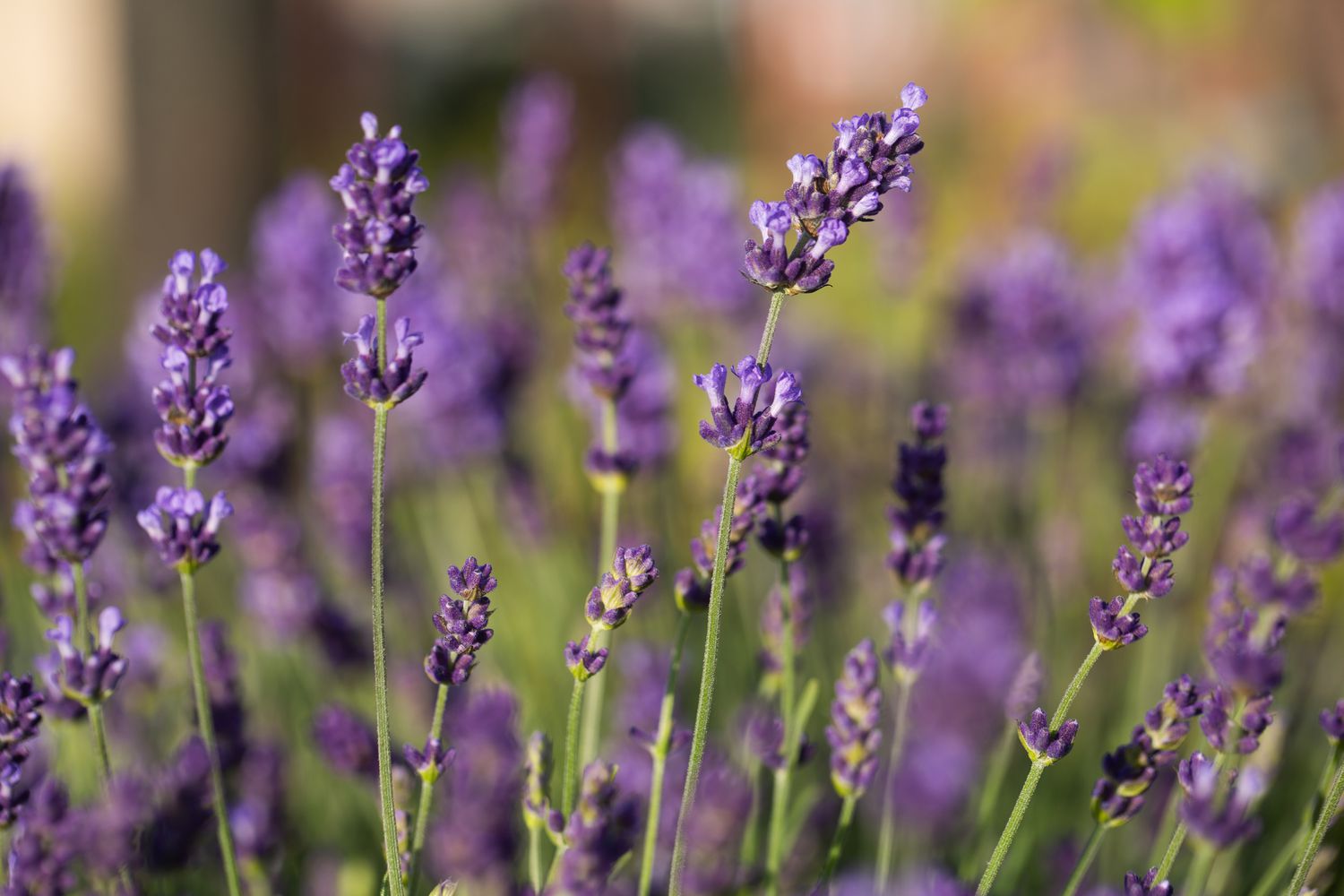 primer plano de lavanda inglesa