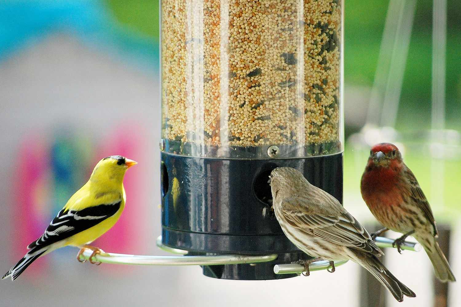 Finches at a Bird Feeder