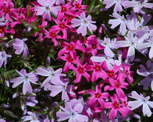 Pink Phlox Subulata