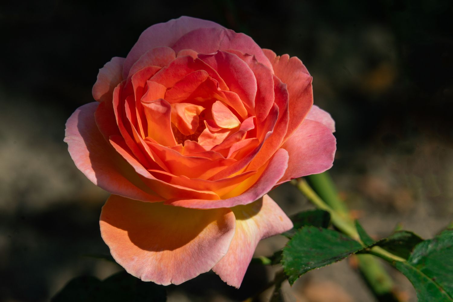 Portrait détaillé d'une tête de rose ELLE orange en plein soleil