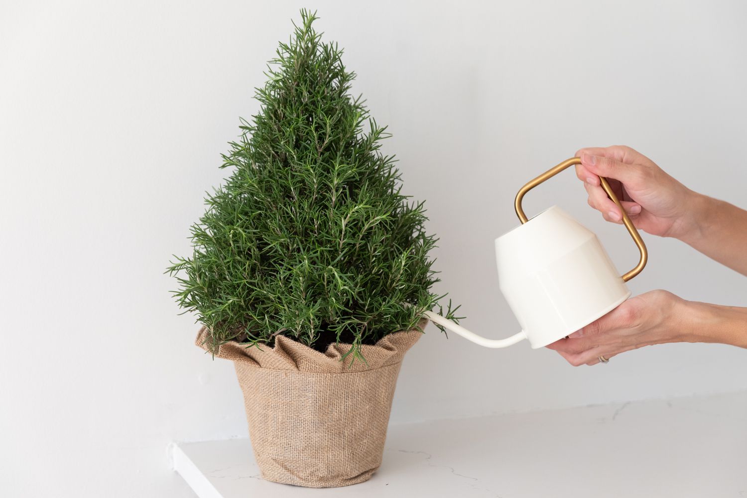 Gießen Sie Ihren Rosmarinbaum