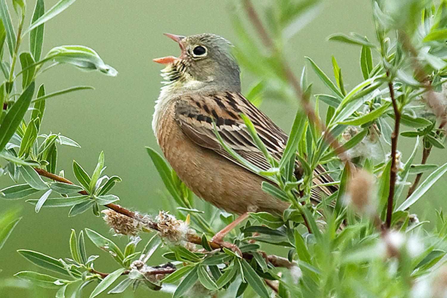 Ortolan Bunting Singing