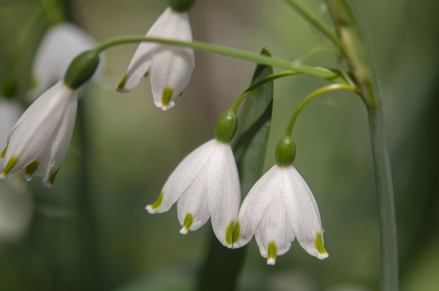 Schneeglöckchen leucojum aestivum Pflanzen mit kleinen weißen hängenden Blüten