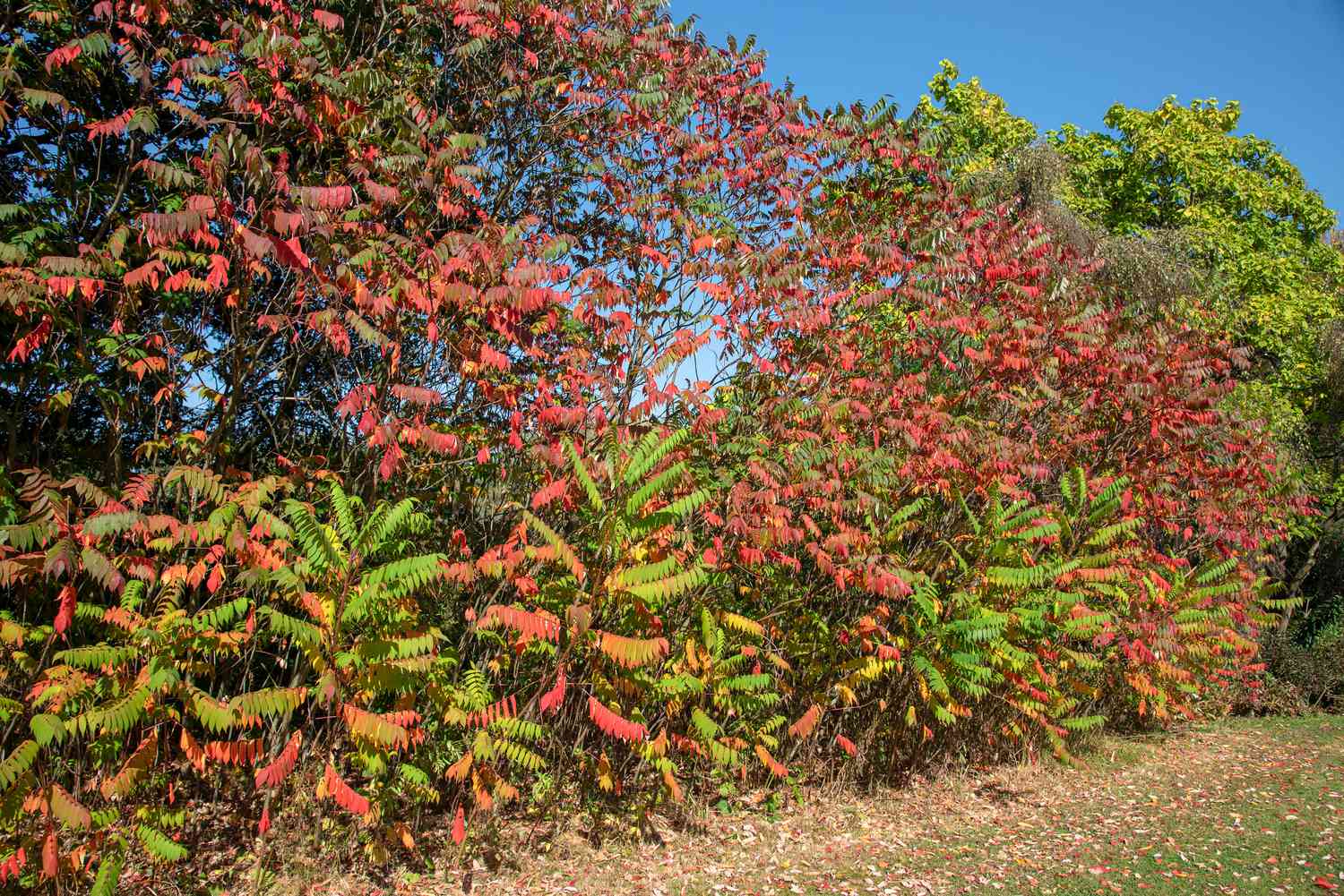 Arbusto de zumaque Staghorn con ramas altas que forman un muro de hojas verdes, rojas y amarillas