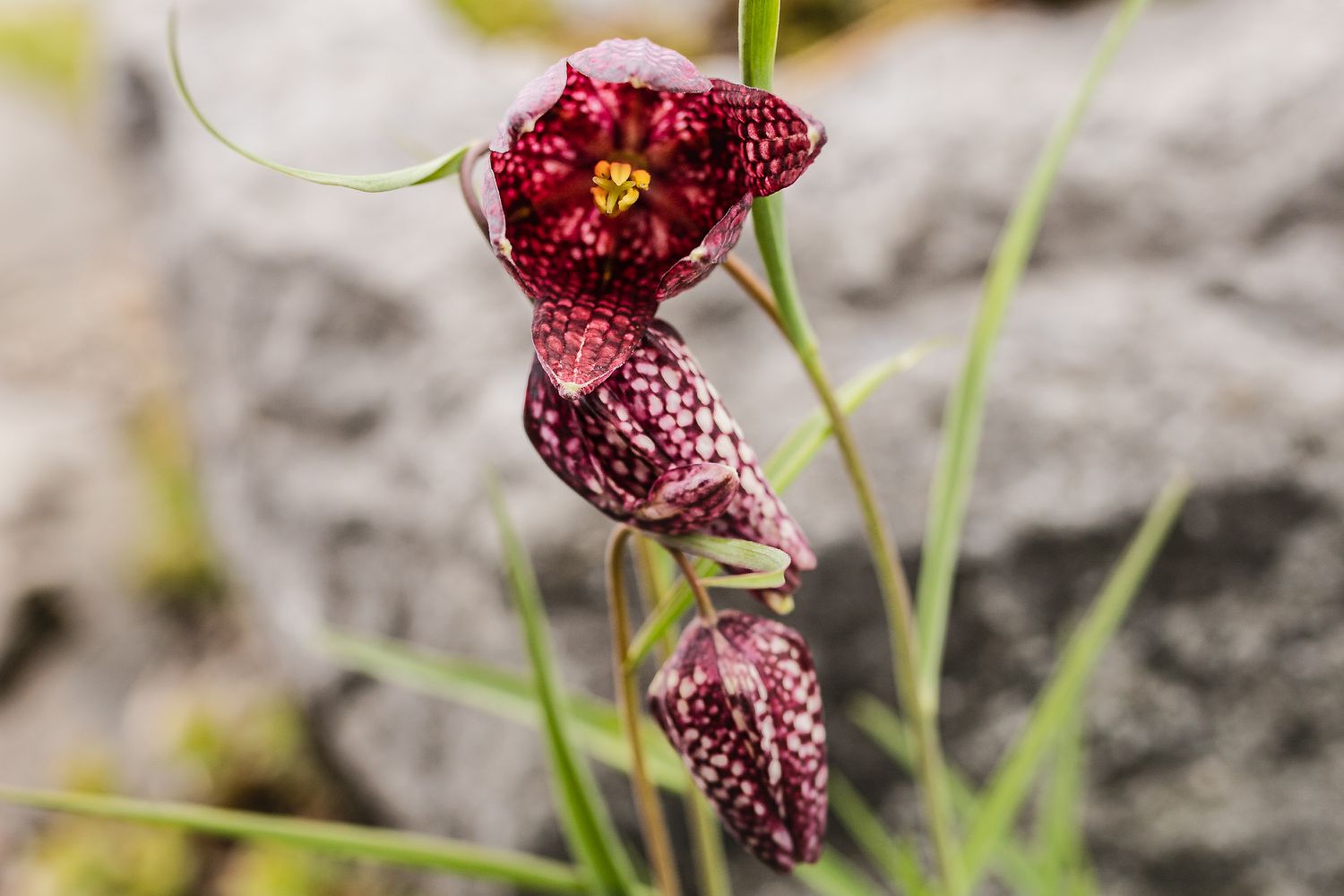 Fritillaria-Pflanze mit violett gefleckter rosa Blüte an dünnen Stielen in Nahaufnahme