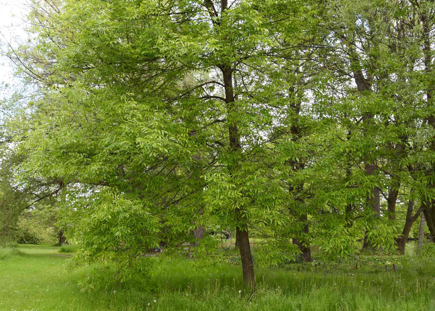Grüne Eschen inmitten eines Feldes
