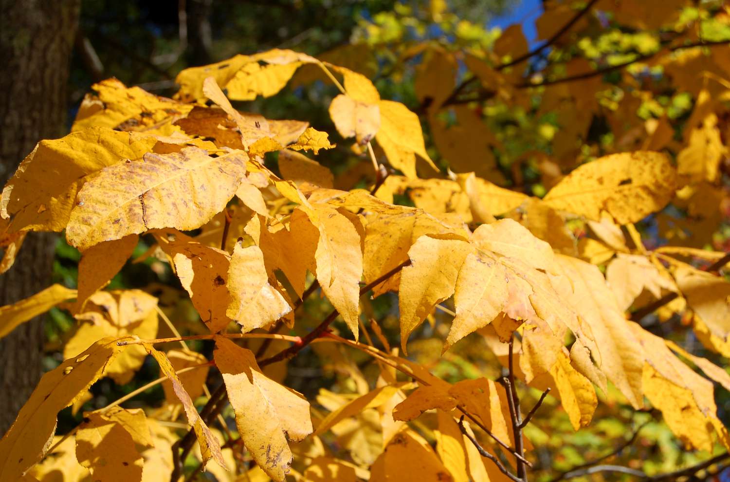 Herbstlaub von Shagbark Hickory Baum