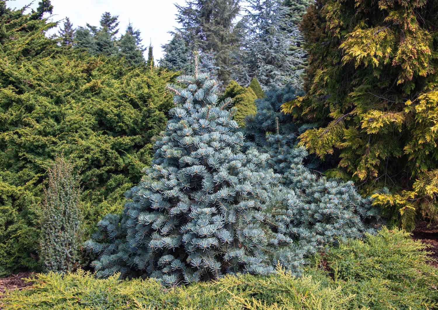 Weißtanne 'Compacta' mit blaugrünen Nadelzweigen in Dreiecksform mitten im Wald