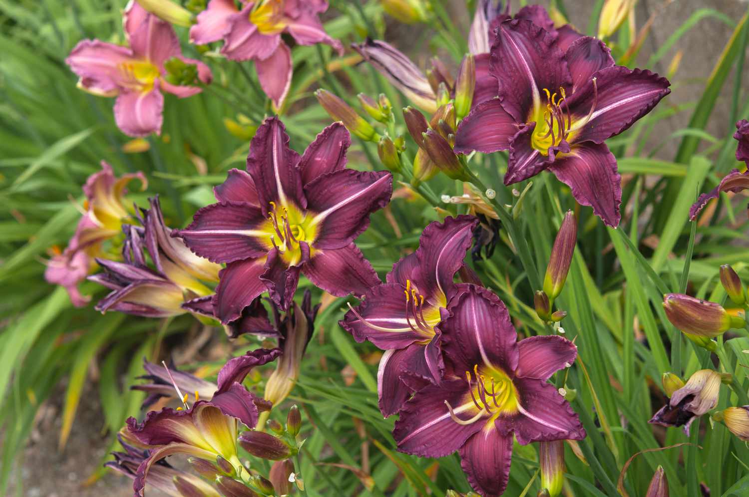 Lys diurnes tolérants au sel avec des fleurs violettes et jaunes