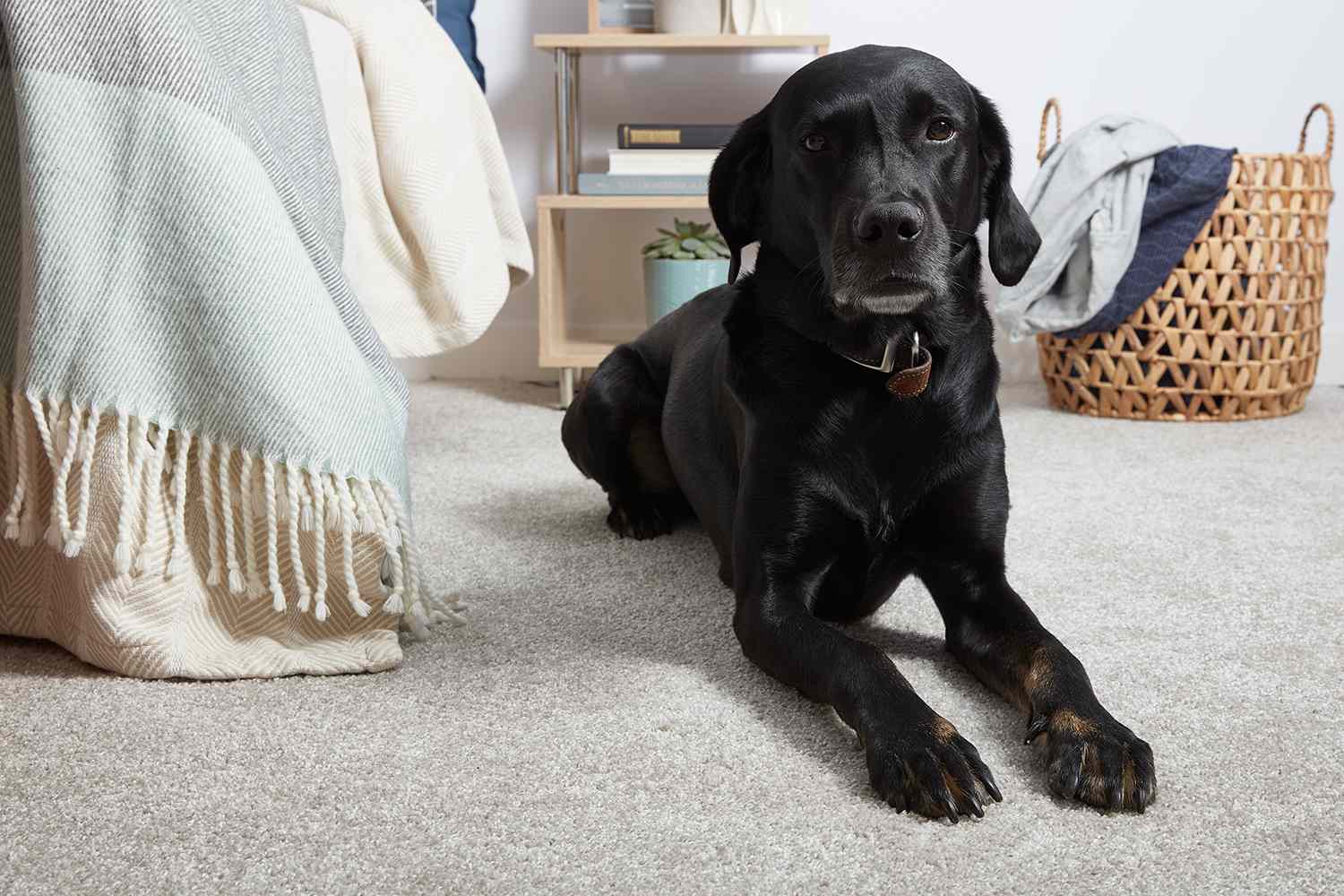 Hund auf Teppichboden