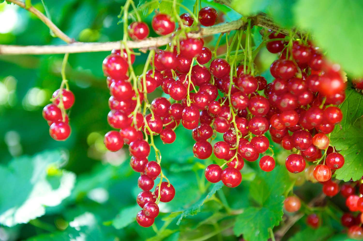 Red currant plant