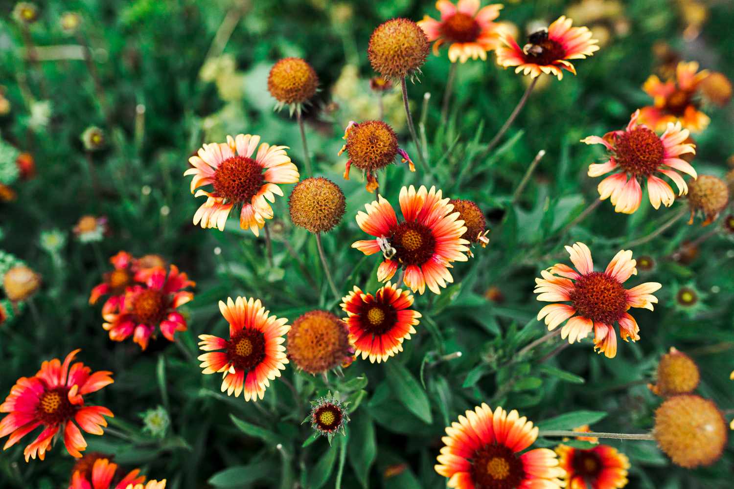 blanket flowers