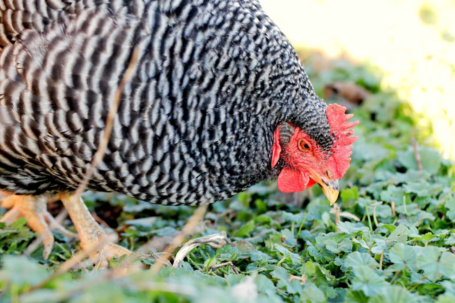 Schwarz-weiß geflecktes Huhn pickt nach Gras